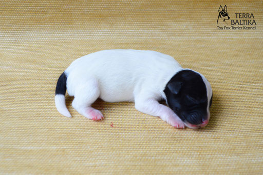 #тойфокстерьер #амертой #террабалтика #toyfoxterrier #terrabaltika #puppies #kennel