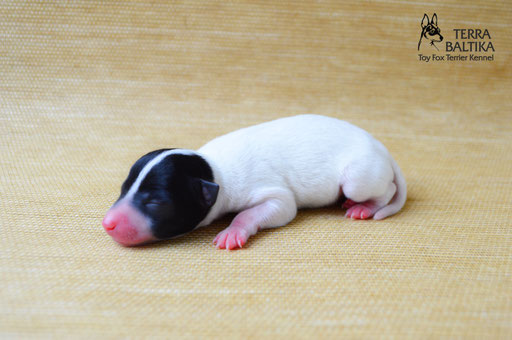 #тойфокстерьер #амертой #террабалтика #toyfoxterrier #terrabaltika #puppies #kennel