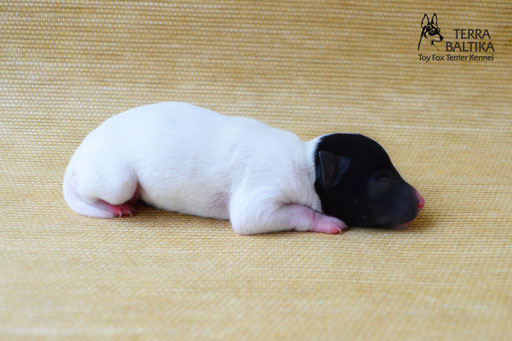 #тойфокстерьер #амертой #террабалтика #toyfoxterrier #terrabaltika #puppies #kennel