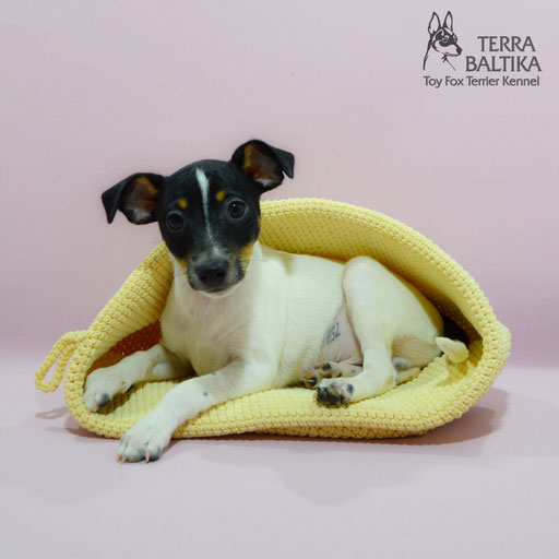 #тойфокстерьер #амертой #террабалтика #toyfoxterrier #terrabaltika #puppies #kennel