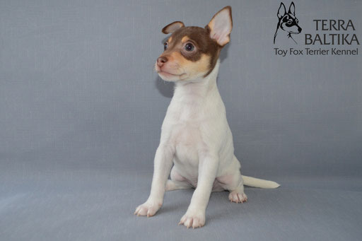 #тойфокстерьер #амертой #террабалтика #toyfoxterrier #terrabaltika #puppies #kennel
