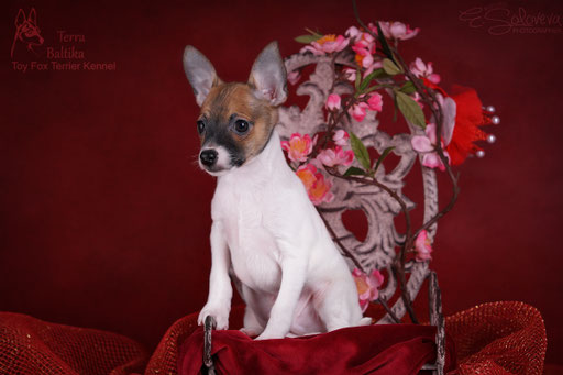 #тойфокстерьер #амертой #террабалтика #toyfoxterrier #terrabaltika #puppies #kennel