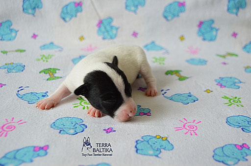 #тойфокстерьер #амертой #террабалтика #toyfoxterrier #terrabaltika #puppies #kennel