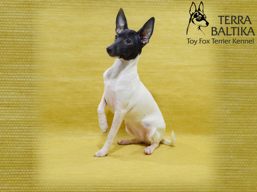 #тойфокстерьер #амертой #террабалтика #toyfoxterrier #terrabaltika #puppies #kennel