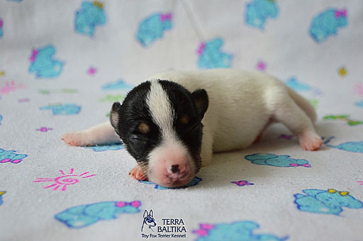 #тойфокстерьер #амертой #террабалтика #toyfoxterrier #terrabaltika #puppies #kennel