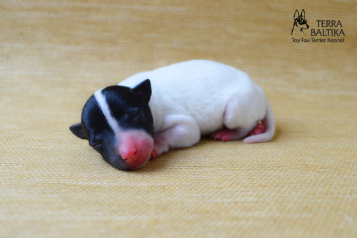 #тойфокстерьер #амертой #террабалтика #toyfoxterrier #terrabaltika #puppies #kennel