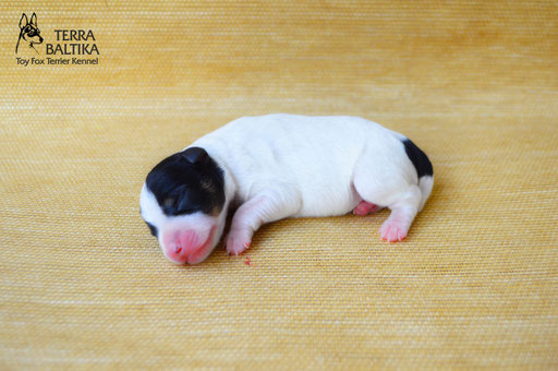 #тойфокстерьер #амертой #террабалтика #toyfoxterrier #terrabaltika #puppies #kennel