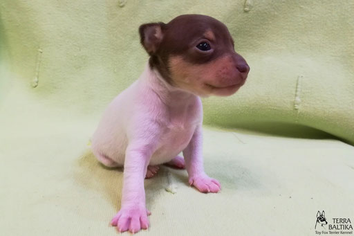 #тойфокстерьер #амертой #террабалтика #toyfoxterrier #terrabaltika #puppies #kennel