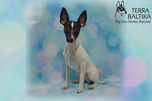 #тойфокстерьер #амертой #террабалтика #toyfoxterrier #terrabaltika #puppies #kennel