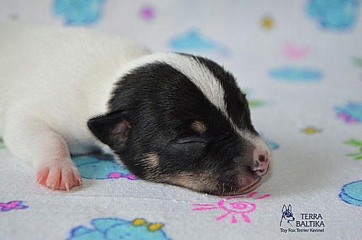#тойфокстерьер #амертой #террабалтика #toyfoxterrier #terrabaltika #puppies #kennel