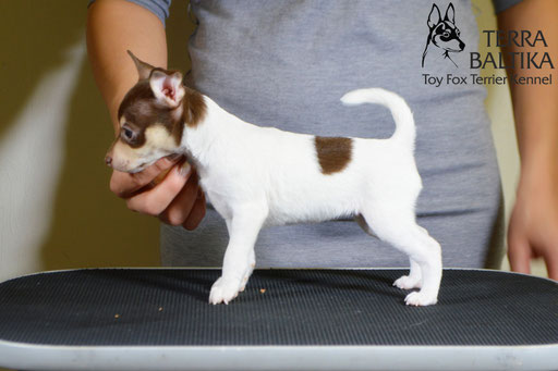 #тойфокстерьер #амертой #террабалтика #toyfoxterrier #terrabaltika #puppies #kennel