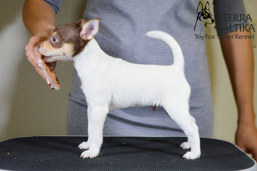 #тойфокстерьер #амертой #террабалтика #toyfoxterrier #terrabaltika #puppies #kennel