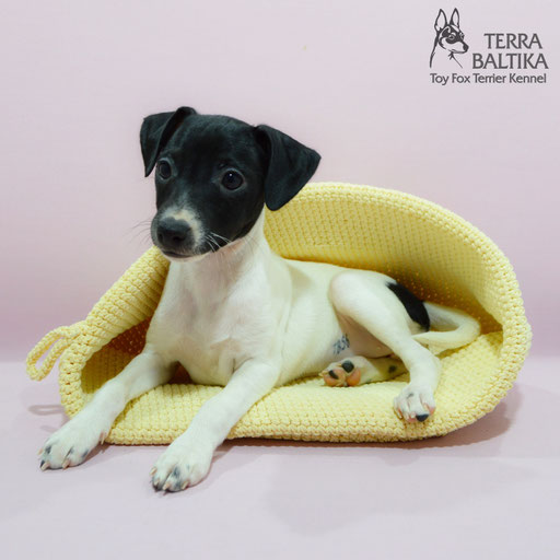 #тойфокстерьер #амертой #террабалтика #toyfoxterrier #terrabaltika #puppies #kennel