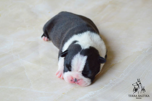 бостон терьер, бостонский терьер, boston terrier, бостон, щенки бостона, питомник бостонов