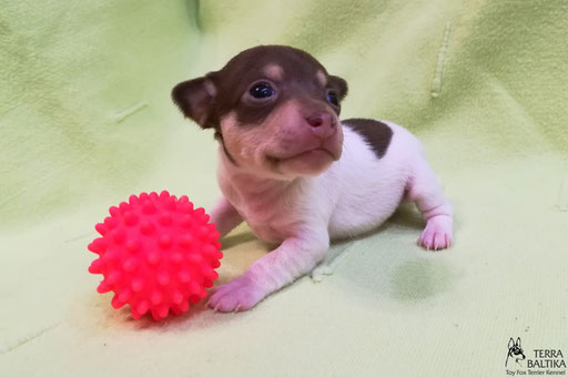 #тойфокстерьер #амертой #террабалтика #toyfoxterrier #terrabaltika #puppies #kennel