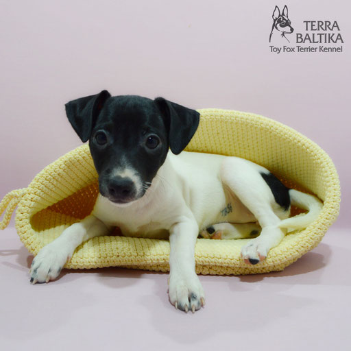 #тойфокстерьер #амертой #террабалтика #toyfoxterrier #terrabaltika #puppies #kennel