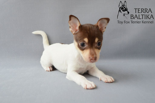 #тойфокстерьер #амертой #террабалтика #toyfoxterrier #terrabaltika #puppies #kennel