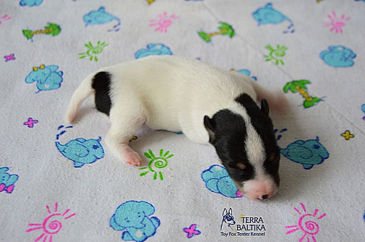 #тойфокстерьер #амертой #террабалтика #toyfoxterrier #terrabaltika #puppies #kennel