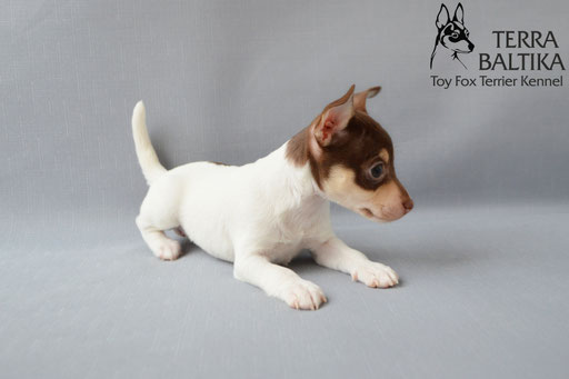 #тойфокстерьер #амертой #террабалтика #toyfoxterrier #terrabaltika #puppies #kennel