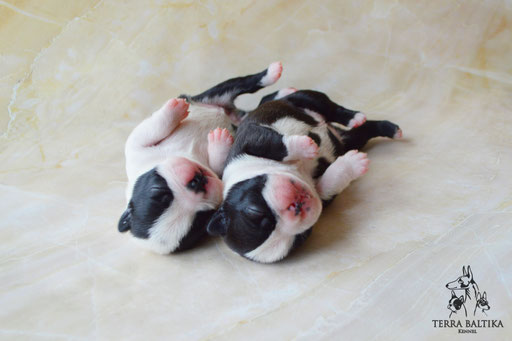 бостон терьер, бостонский терьер, boston terrier, бостон, щенки бостона, питомник бостонов