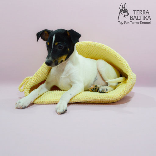 #тойфокстерьер #амертой #террабалтика #toyfoxterrier #terrabaltika #puppies #kennel