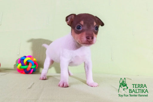 #тойфокстерьер #амертой #террабалтика #toyfoxterrier #terrabaltika #puppies #kennel