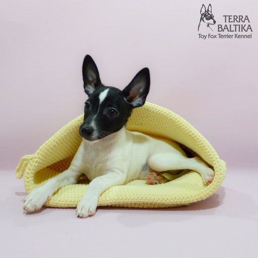 #тойфокстерьер #амертой #террабалтика #toyfoxterrier #terrabaltika #puppies #kennel