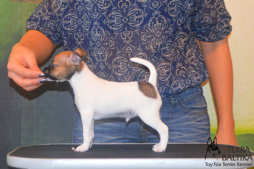 #тойфокстерьер #амертой #террабалтика #toyfoxterrier #terrabaltika #puppies #kennel