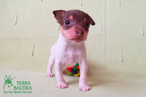 #тойфокстерьер #амертой #террабалтика #toyfoxterrier #terrabaltika #puppies #kennel