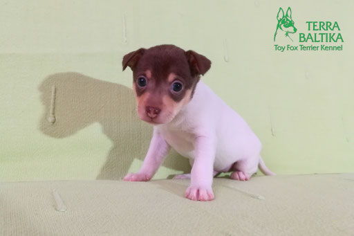 #тойфокстерьер #амертой #террабалтика #toyfoxterrier #terrabaltika #puppies #kennel