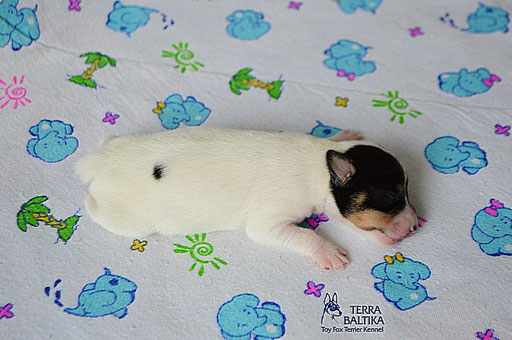 #тойфокстерьер #амертой #террабалтика #toyfoxterrier #terrabaltika #puppies #kennel