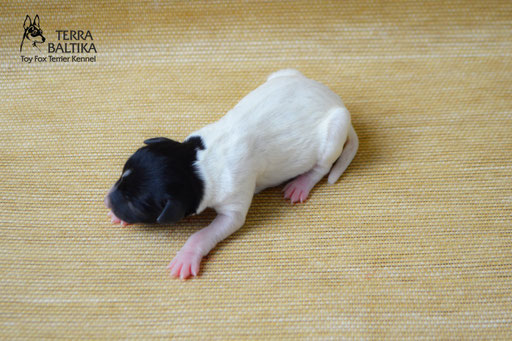 #тойфокстерьер #амертой #террабалтика #toyfoxterrier #terrabaltika #puppies #kennel