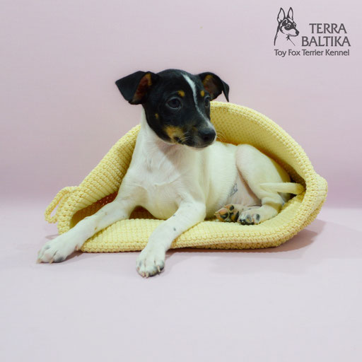 #тойфокстерьер #амертой #террабалтика #toyfoxterrier #terrabaltika #puppies #kennel