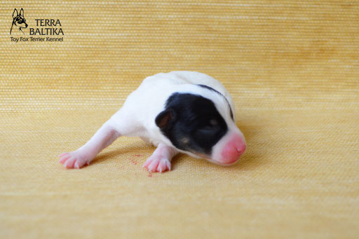 #тойфокстерьер #амертой #террабалтика #toyfoxterrier #terrabaltika #puppies #kennel