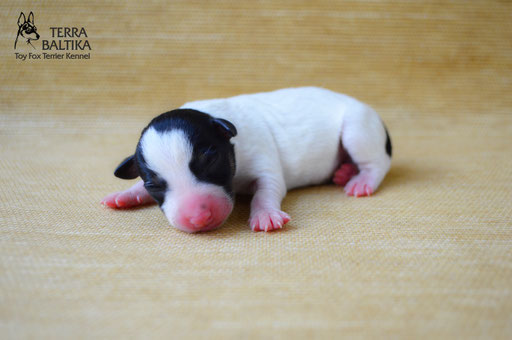 #тойфокстерьер #амертой #террабалтика #toyfoxterrier #terrabaltika #puppies #kennel