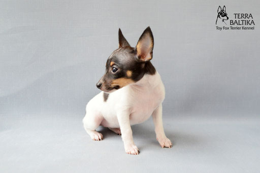 #тойфокстерьер #амертой #террабалтика #toyfoxterrier #terrabaltika #puppies #kennel