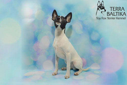 #тойфокстерьер #амертой #террабалтика #toyfoxterrier #terrabaltika #puppies #kennel