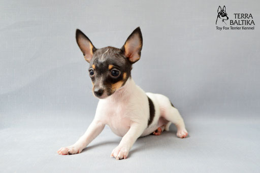 #тойфокстерьер #амертой #террабалтика #toyfoxterrier #terrabaltika #puppies #kennel