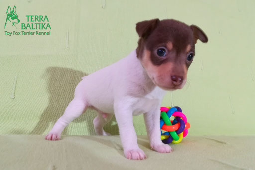#тойфокстерьер #амертой #террабалтика #toyfoxterrier #terrabaltika #puppies #kennel