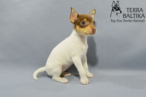 #тойфокстерьер #амертой #террабалтика #toyfoxterrier #terrabaltika #puppies #kennel