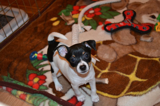 #тойфокстерьер #амертой #террабалтика #toyfoxterrier #terrabaltika #puppies #kennel