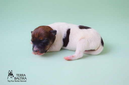 Щенки той-фокстерьера в питомнике Терра Балтика