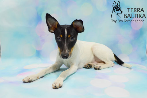 #тойфокстерьер #амертой #террабалтика #toyfoxterrier #terrabaltika #puppies #kennel