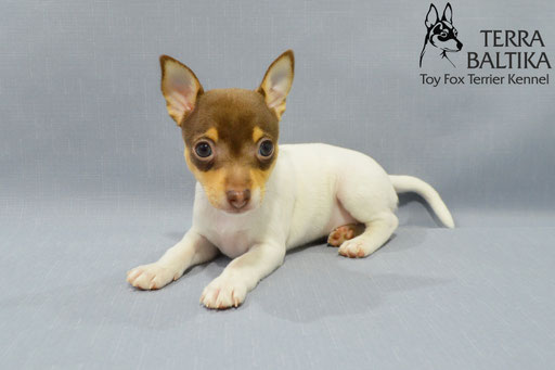 #тойфокстерьер #амертой #террабалтика #toyfoxterrier #terrabaltika #puppies #kennel