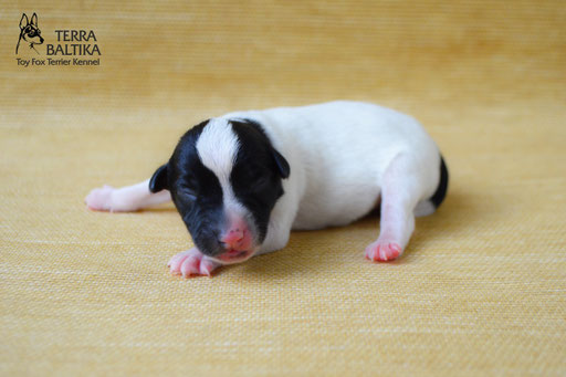 #тойфокстерьер #амертой #террабалтика #toyfoxterrier #terrabaltika #puppies #kennel