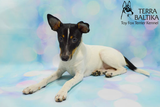 #тойфокстерьер #амертой #террабалтика #toyfoxterrier #terrabaltika #puppies #kennel