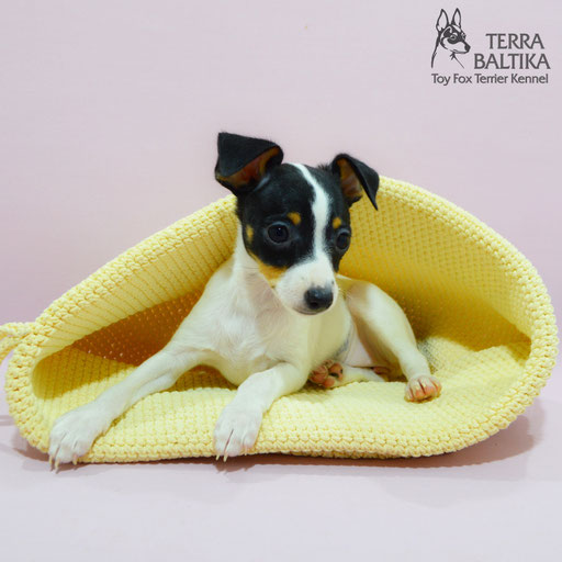 #тойфокстерьер #амертой #террабалтика #toyfoxterrier #terrabaltika #puppies #kennel