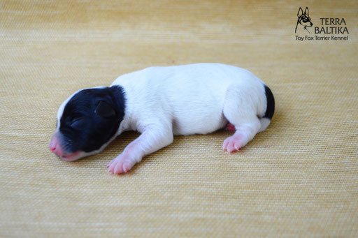 #тойфокстерьер #амертой #террабалтика #toyfoxterrier #terrabaltika #puppies #kennel