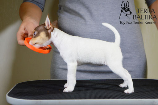 #тойфокстерьер #амертой #террабалтика #toyfoxterrier #terrabaltika #puppies #kennel