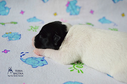 #тойфокстерьер #амертой #террабалтика #toyfoxterrier #terrabaltika #puppies #kennel